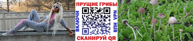 Галлюциногенные грибы GOLDEN TEACHER  Оленегорск 